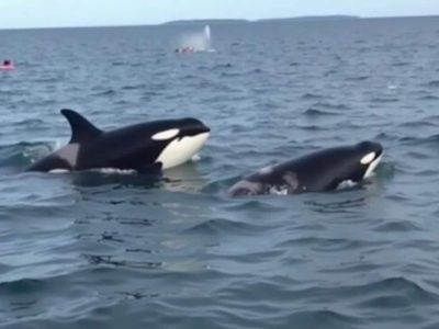 Wie Buckelwale Orcas stoppen und Wissenschaftler sprachlos machen